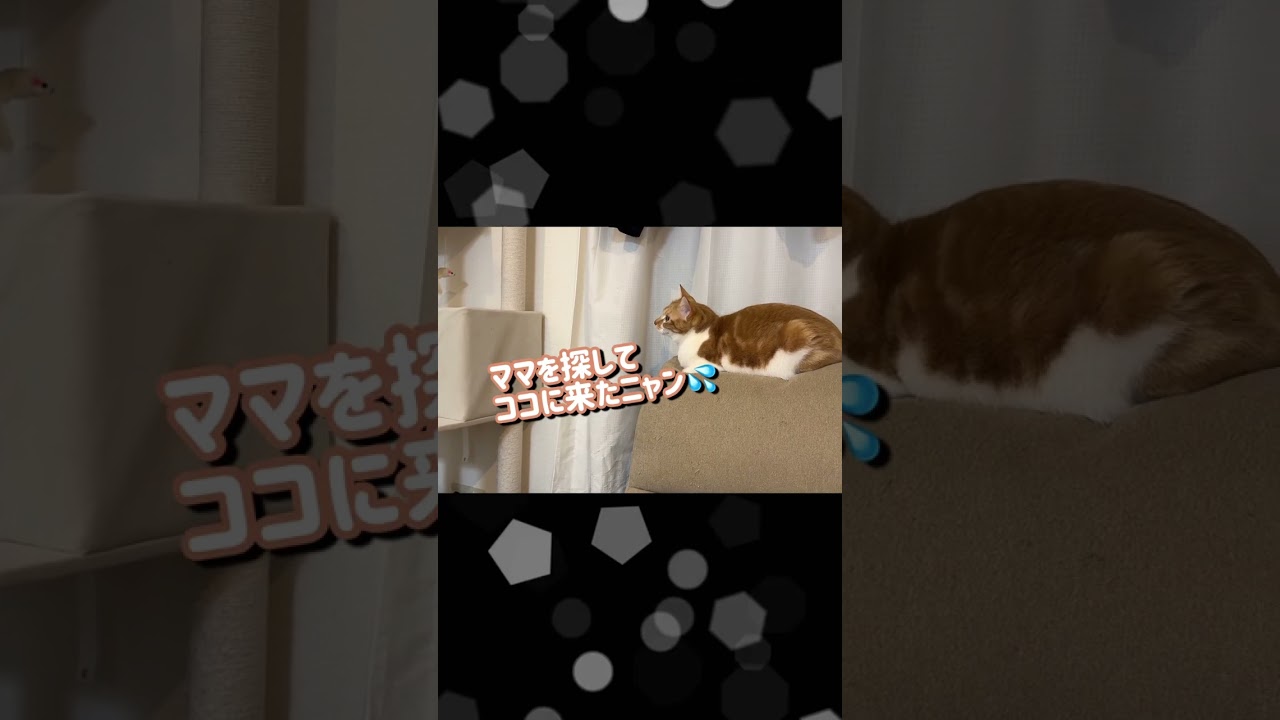 母猫を探して来た子猫　 #保護子猫 #野良猫 #猫のいる暮らし #野良猫食堂 #cat