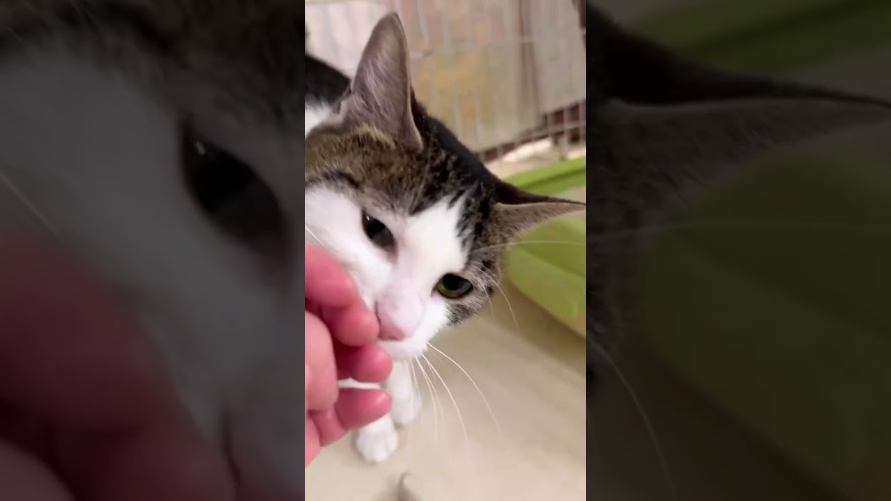 シャー猫と距離を縮める日々