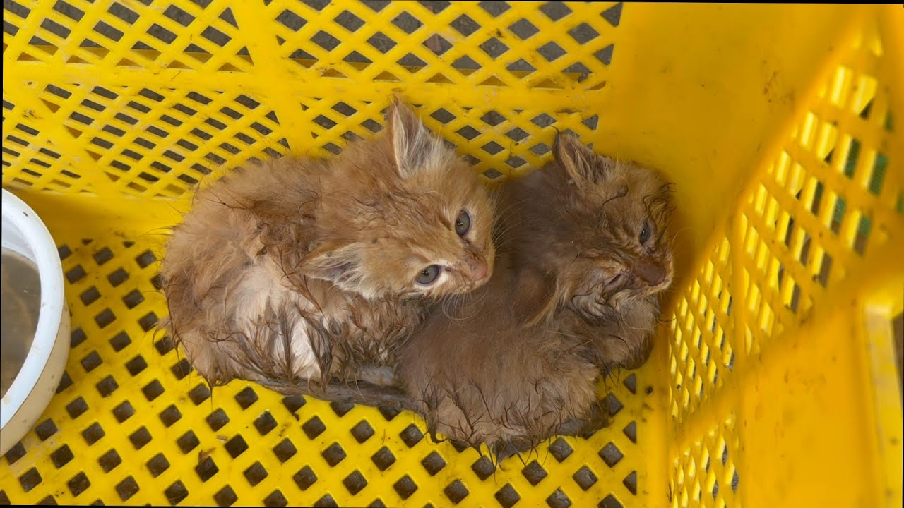 川で救助された兄弟の子猫を引き取りました