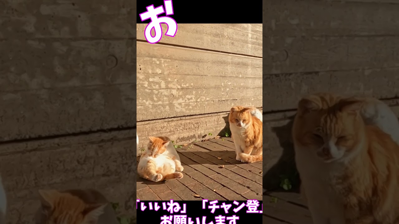 猫」「CAT & PEACE」 #cat #straycat #ねこ動画 #ねこ #猫動画　#猫好きさんと繋がりたい