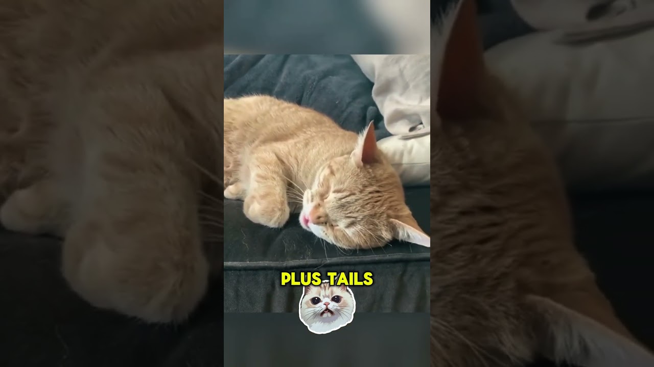 Why Cats Chase Their Own Tails! 🔄🐱