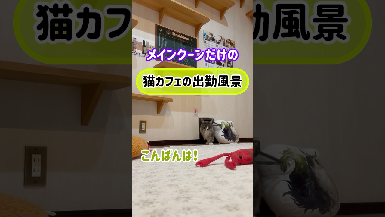 メインクーンだけの【猫カフェの出勤風景】#cat #cooncat #mainecat #もふもふ