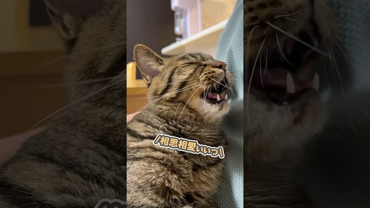 「寂しかったのぉぉっ」と、帰って来たママに抱きついて甘える猫