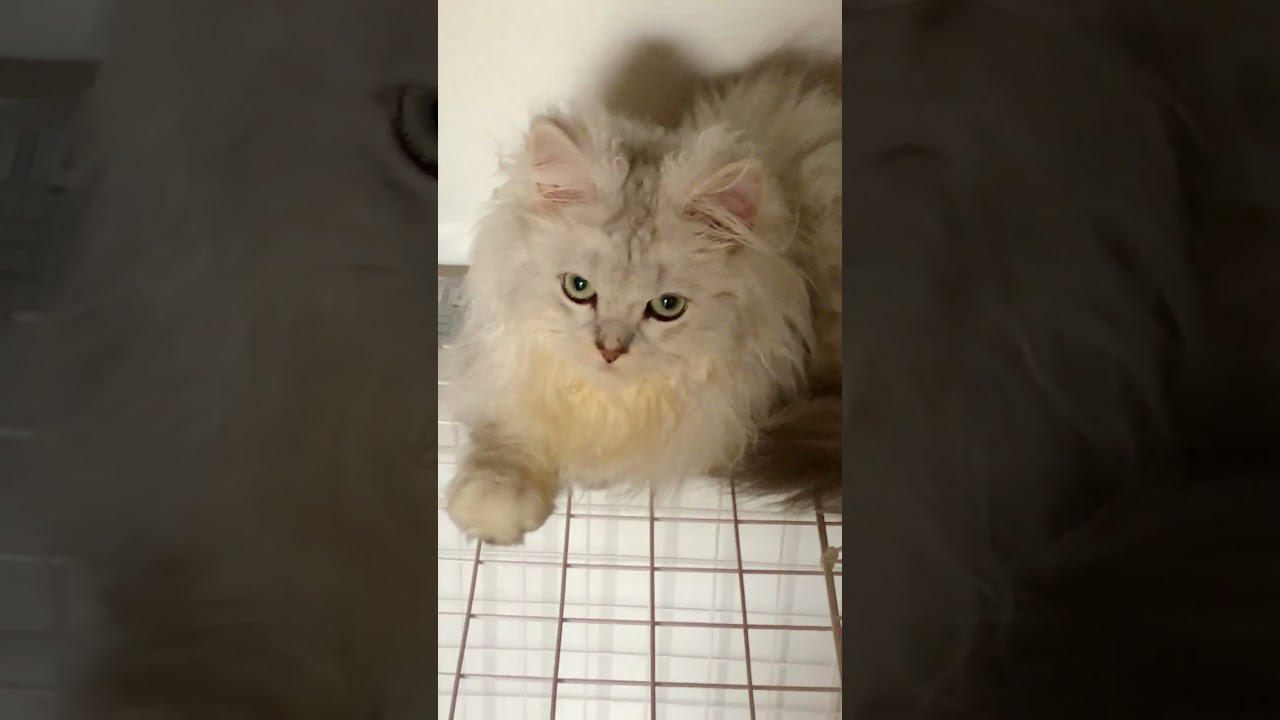 ミヌエットの子猫・かりんとうちゃん#shorts