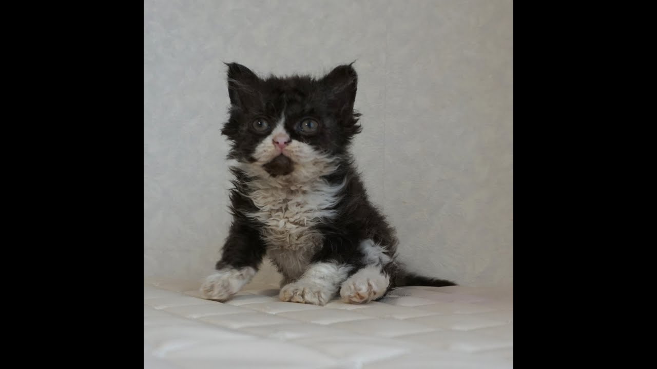 セルカークレックス子猫　Selkirk Rex　2025.4.12産まれ　ブラック＆ホワイト　巻き毛　女の子　シーダキャット猫のお店