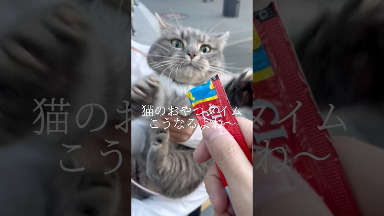 猫のおやつタイムってこうなるよね #shorts #猫 #マンチカン