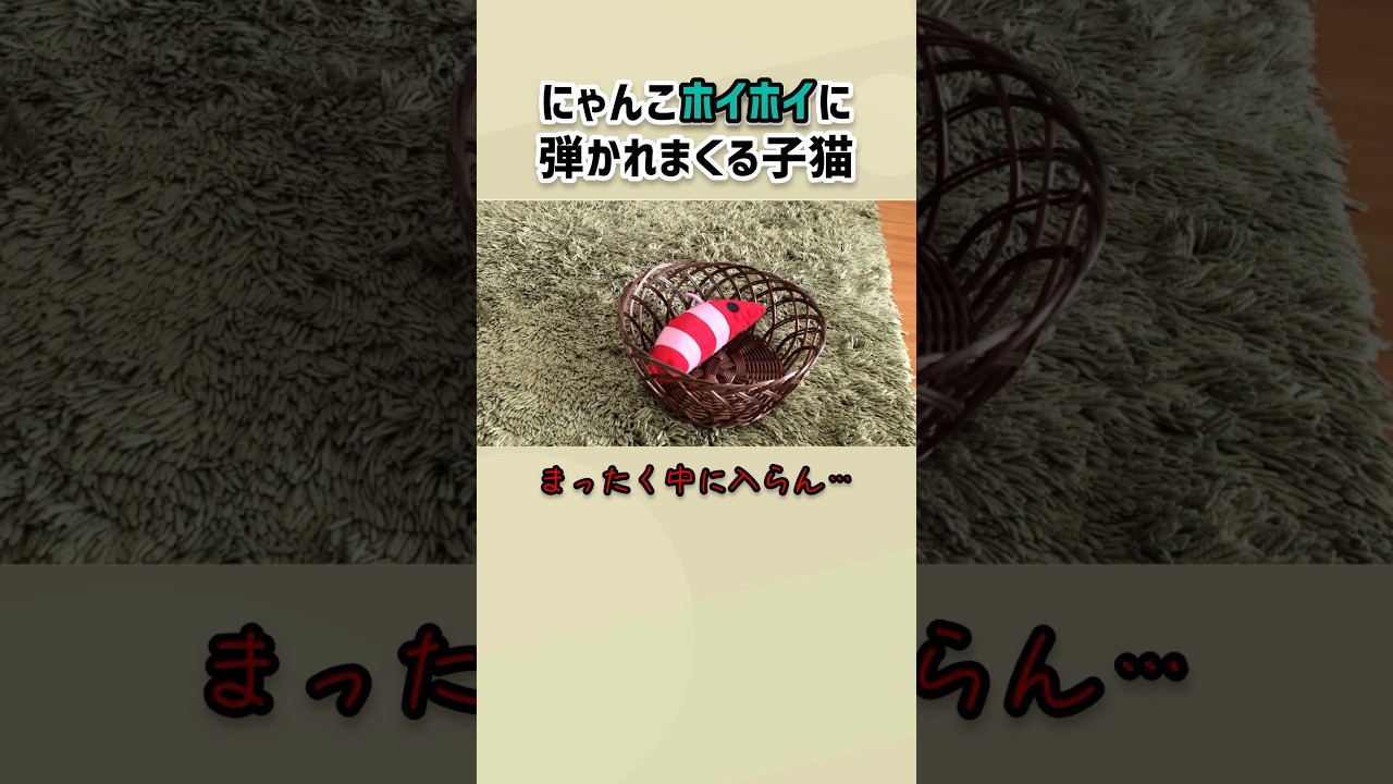 中で丸まるんじゃないのか！#ミヌエット #子猫 #猫のいる暮らし