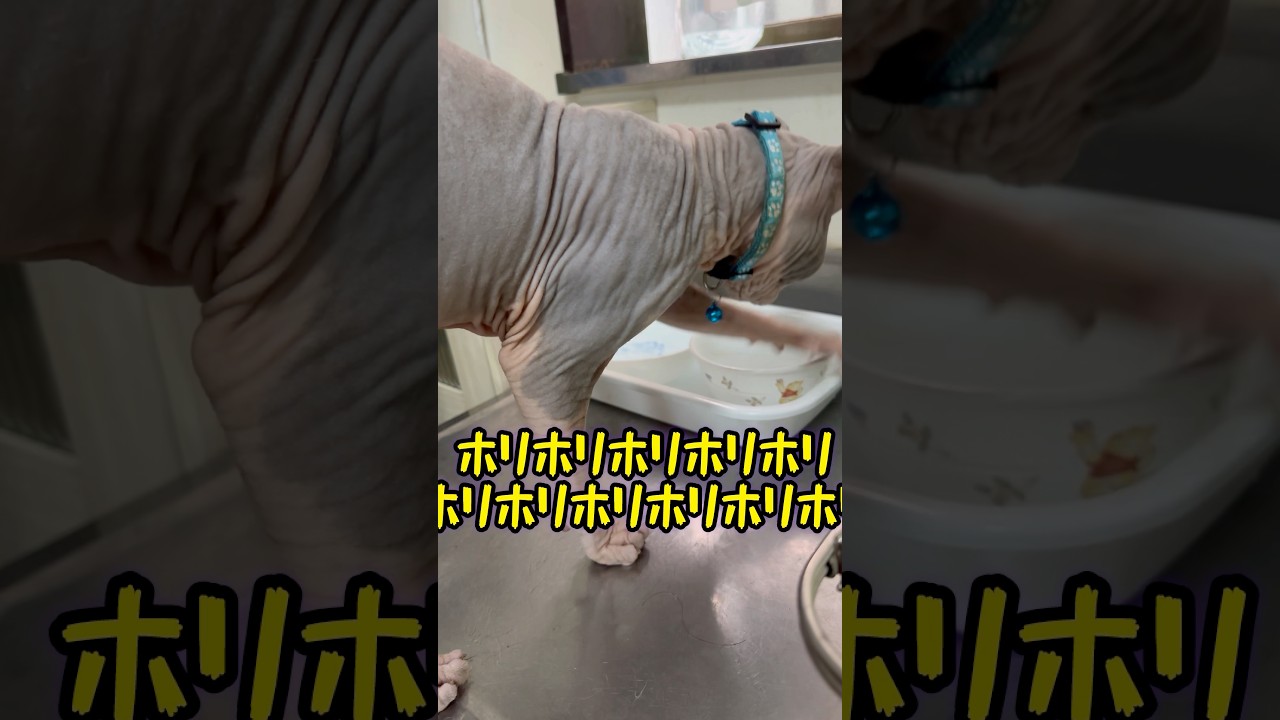 ばあーちゃんも知らないスフィンクス猫のほりほり⁉️#shorts #cat #猫 #猫のいる暮らし #sphynx