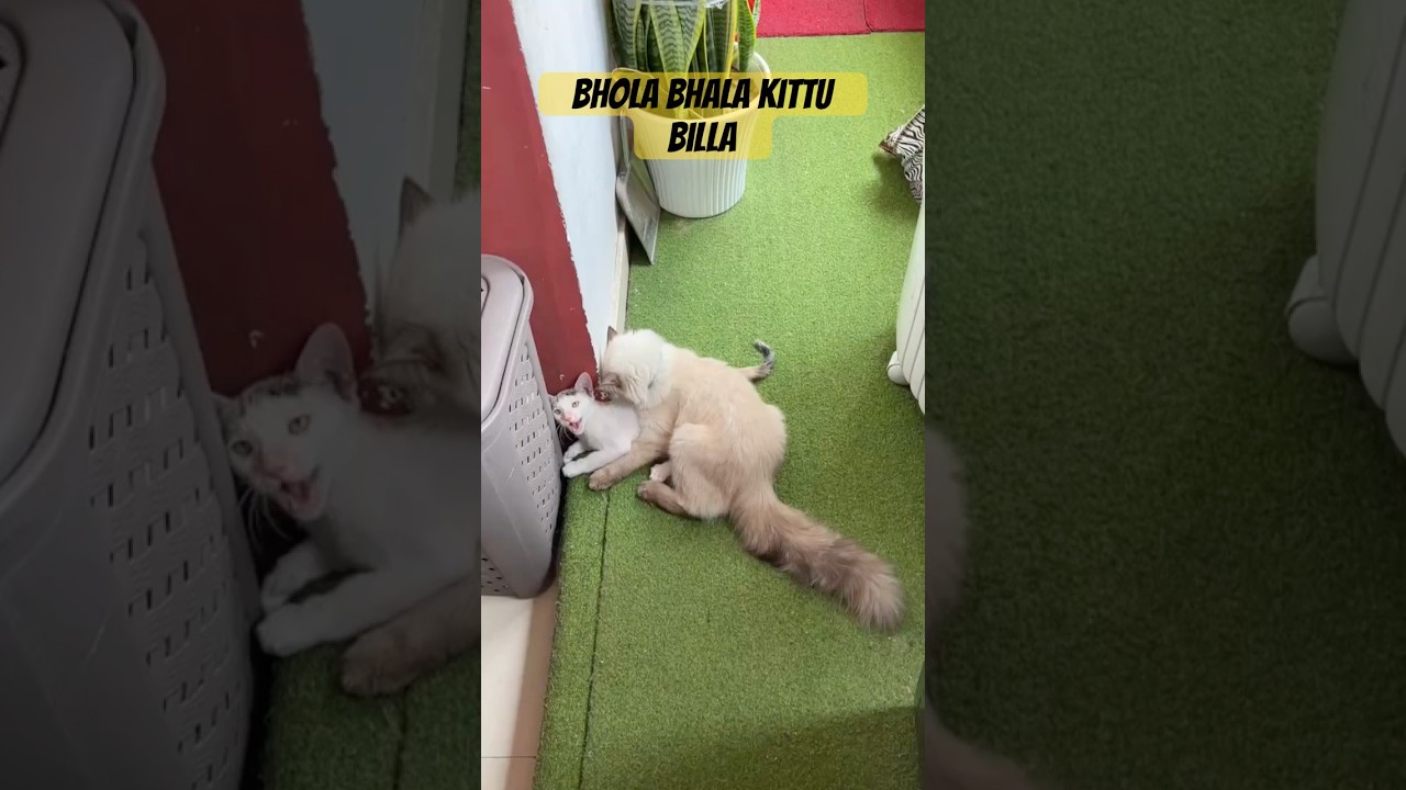 Bhola Bhala Kittu | Fight Indian Cat vs Himalayan Cat | #HimalayanCat #IndianCat #AmirOfficial
