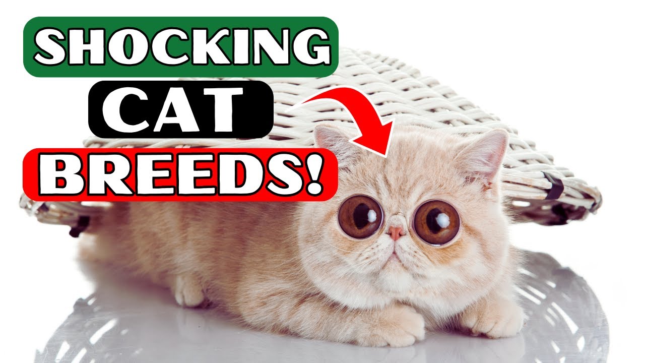 10 Shocking Cat Breeds You Won't Believe Actually Exist!