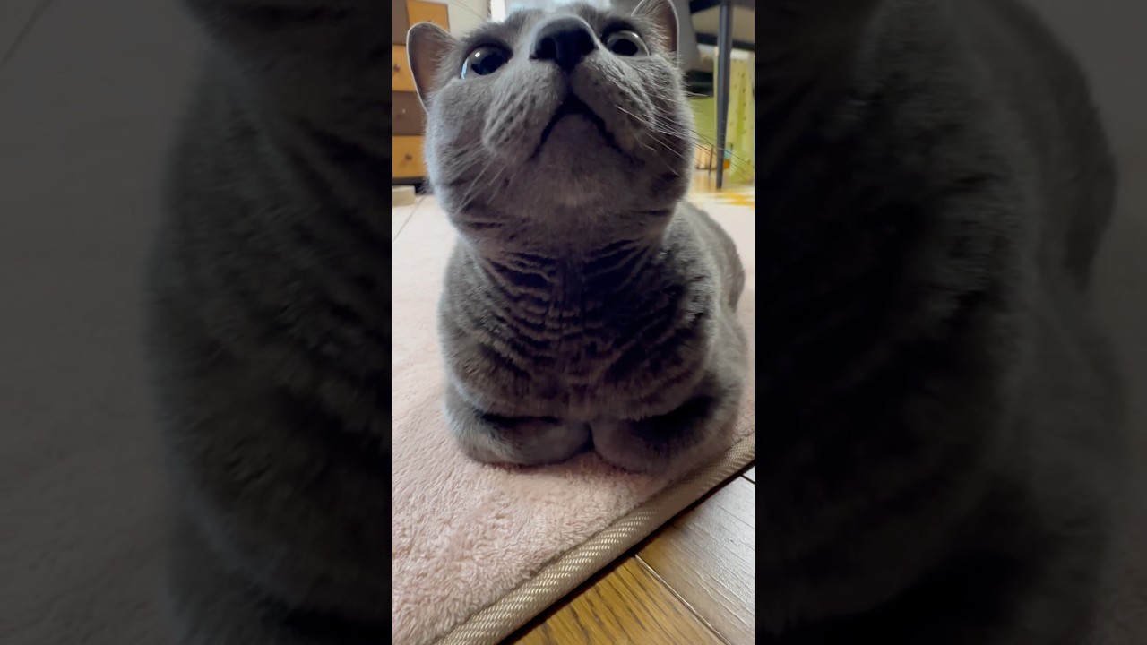 【ロシアンブルー】めろんの香箱...⁇🤭【猫】#shorts