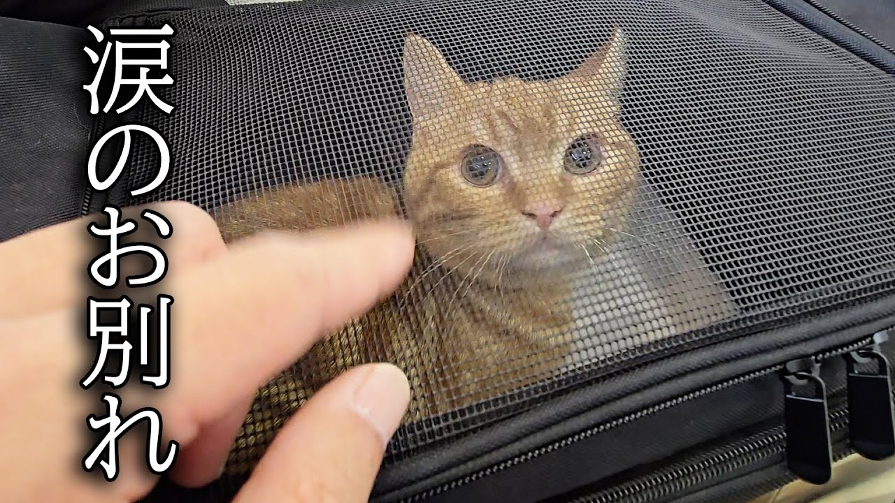 子猫を病院に預けたら胸が締め付けられました...