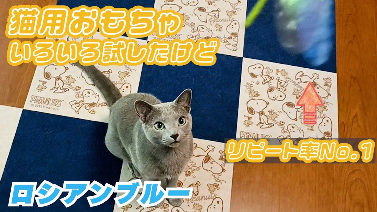 【ロシアンブルー×トンキニーズ×チワワ】6歳のジャンプ力！まだまだ現役です（#150）