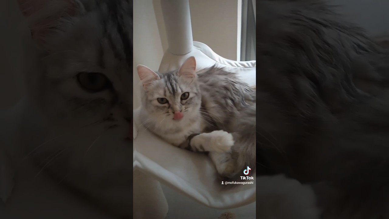 梅雨なので顔洗い増々のもふもふ｜キンカローのルル #cat #猫のいる暮らし #shorts