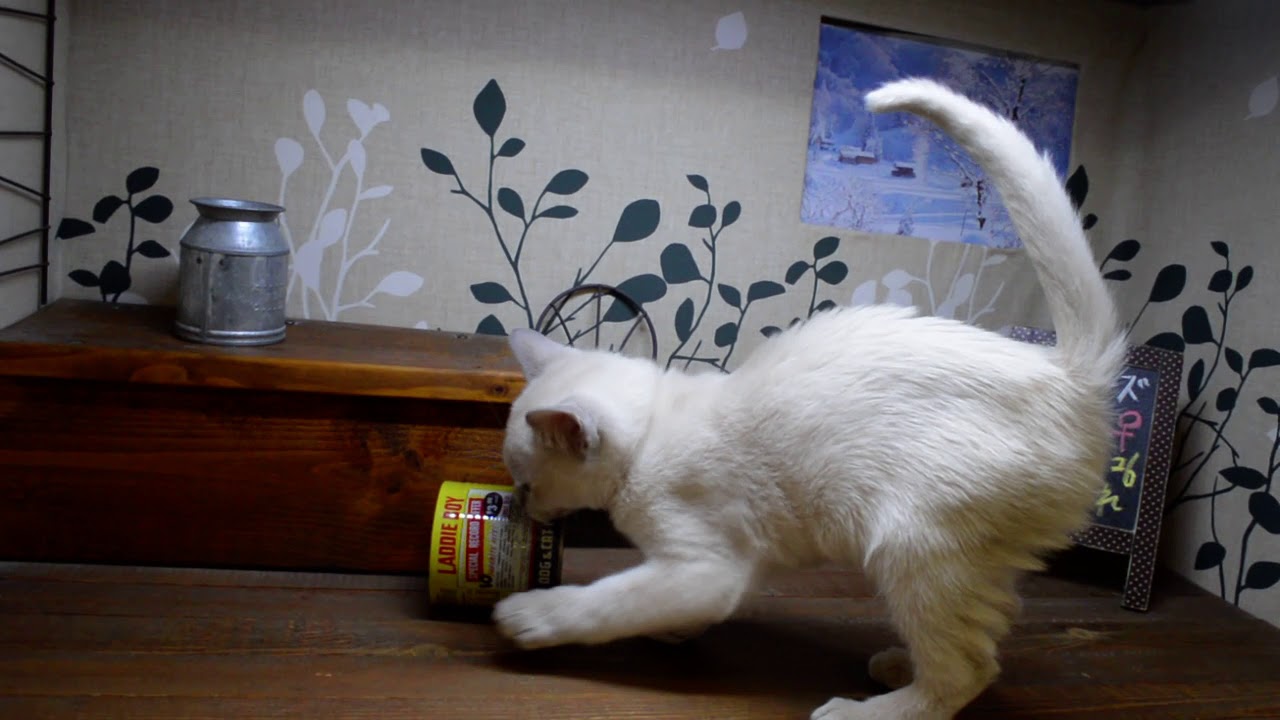 トンキニーズ　女の子