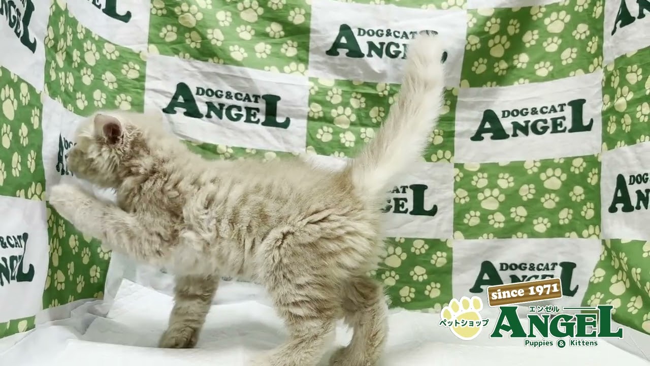 メインクーン 2505131 【ペットショップエンゼル　子犬・子猫販売】