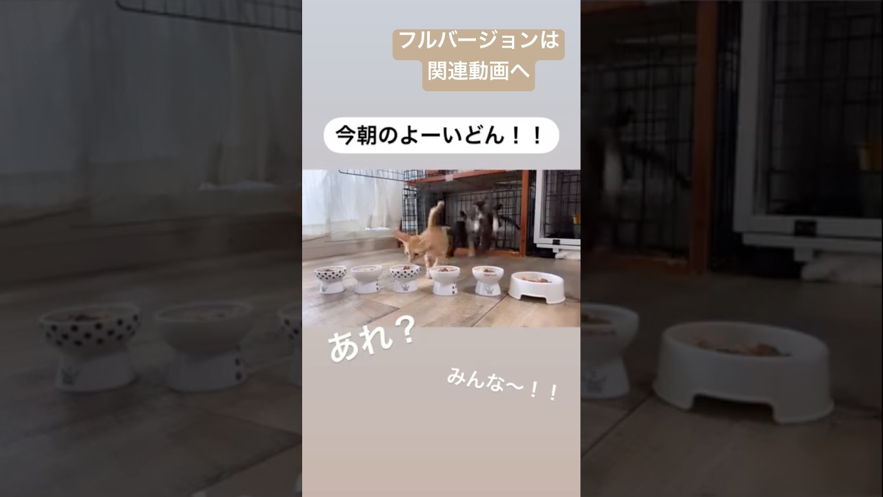 成長日記は関連動画へ　#cat #保護猫 #子猫