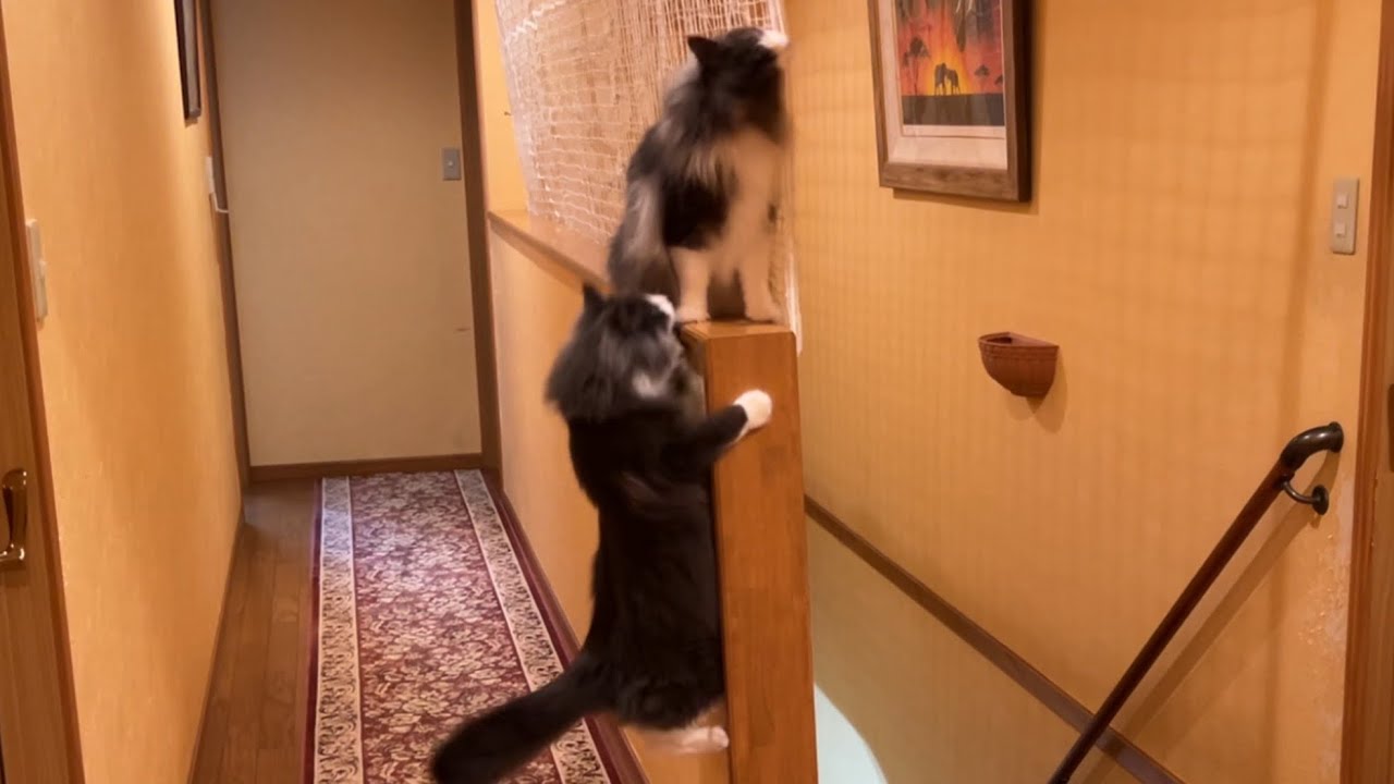 【ダッシュ💨】高いところが好きなノルウェージャンフォレストキャットと、走るの大好きターキッシュアンゴラ💛