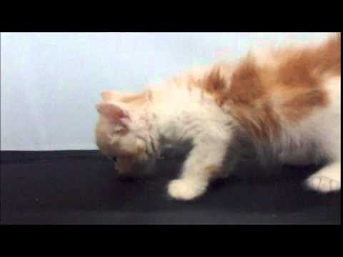 2015.9.4　アメリカンカール仔猫（直立耳・反耳）