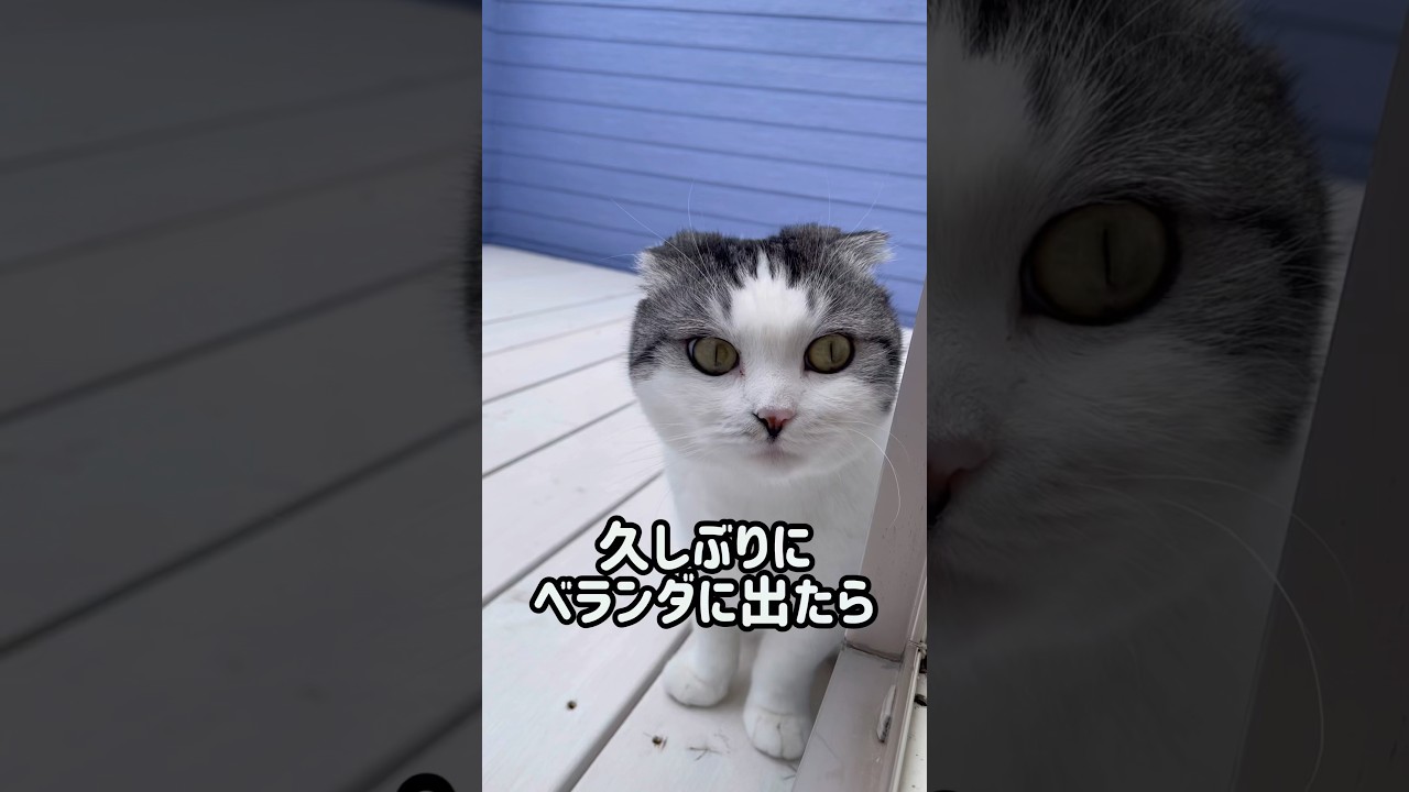鳥の鳴きマネが出来る猫が凄い！