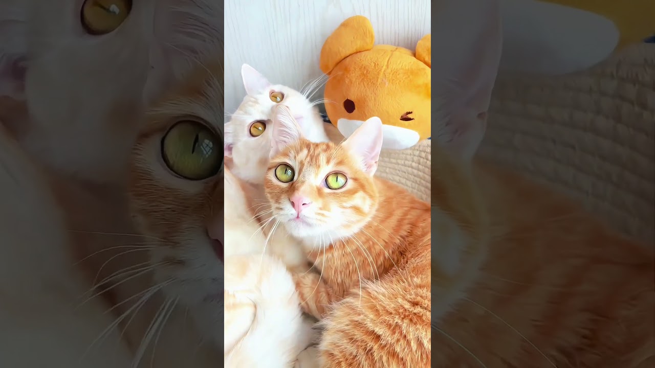 Does my voice sound cute~? Little kitties being all cuddly~! わたしの声、かわいく聞こえる〜？あまえんぼうの子猫ちゃんたち〜#catlife