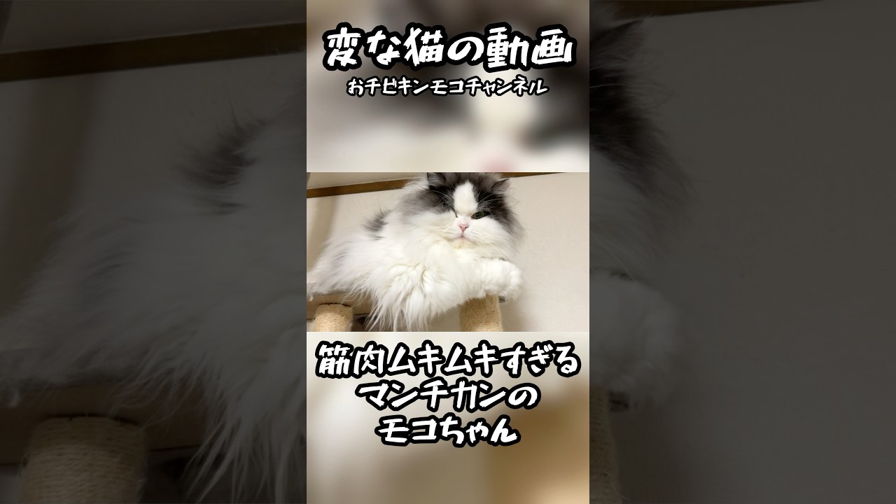 筋肉ムキムキすぎるマンチカンのモコちゃん #猫 #猫のいる暮らし #マンチカン