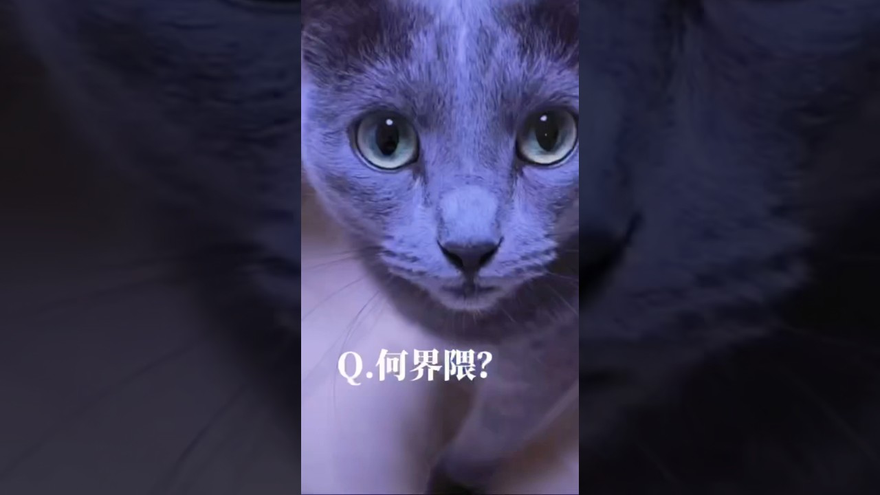 【猫ロシアンブルー】そらちゃんは何界隈？？❤️ #shorts #russianblue #ロシアンブルー #かわいい猫 #可愛い猫