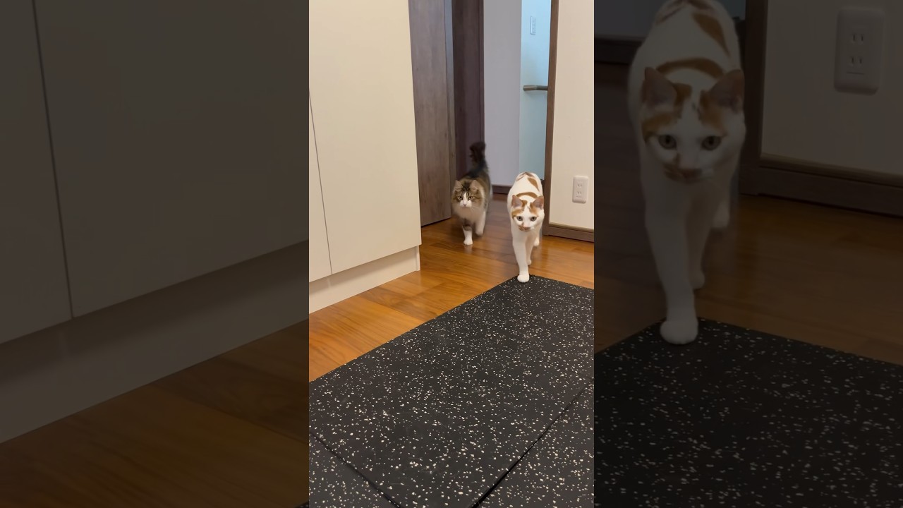 歩き方がシンクロしてる猫#cat #norwegianforestcat #保護猫 #日本猫 #ノルウェージャンフォレストキャット