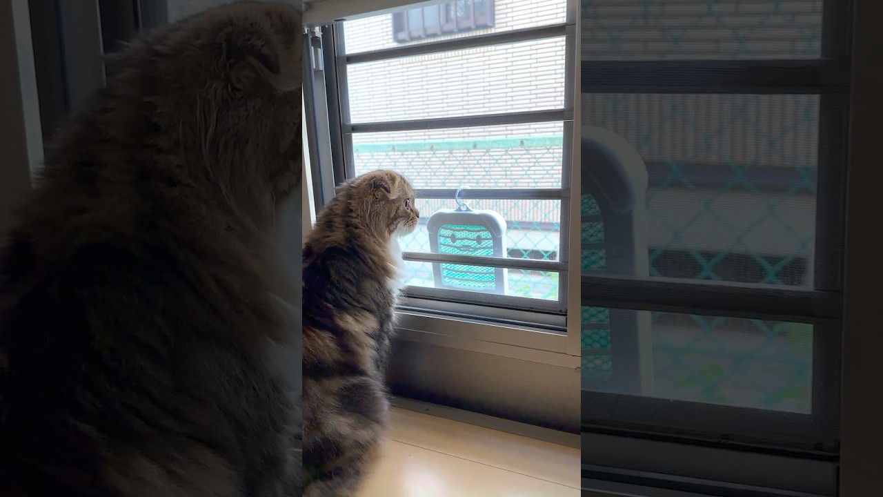 [Extra] 🐈Cute Scottish Fold kitten carefully looking out of a small window. Elle video No.E14
