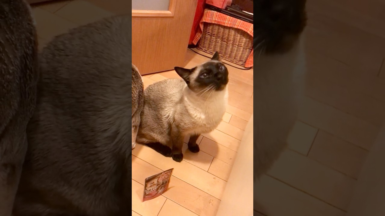 まだ封を開けていなくても自分達のご飯はちゃんとわかるシンガプーラとたぬき猫なのにゃ♪#cat #シンガプーラ #トンキニーズ#たぬき猫#singapura#tonkinese