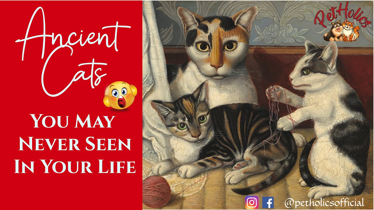 7 Most Rarest Cat breeds in the world || PetHolics