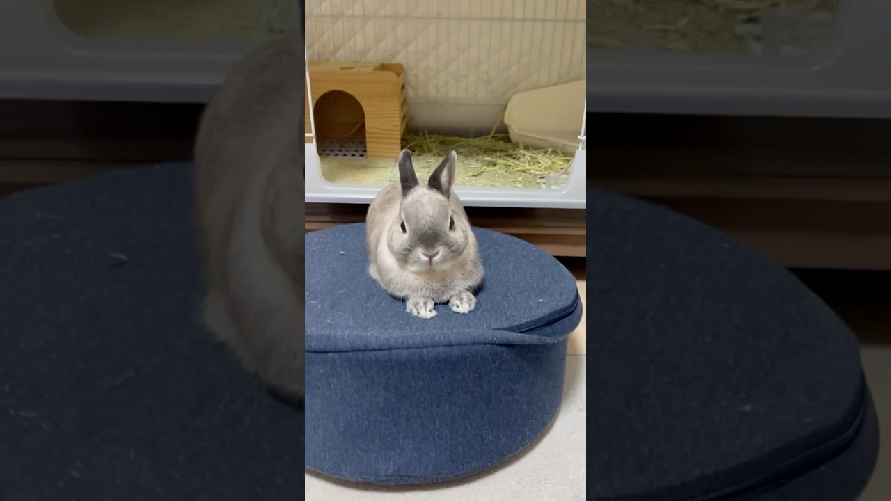 珍しくステージ上でスフィンクスポーズのうさぎ #うさぎ #ステージ #スフィンクス
