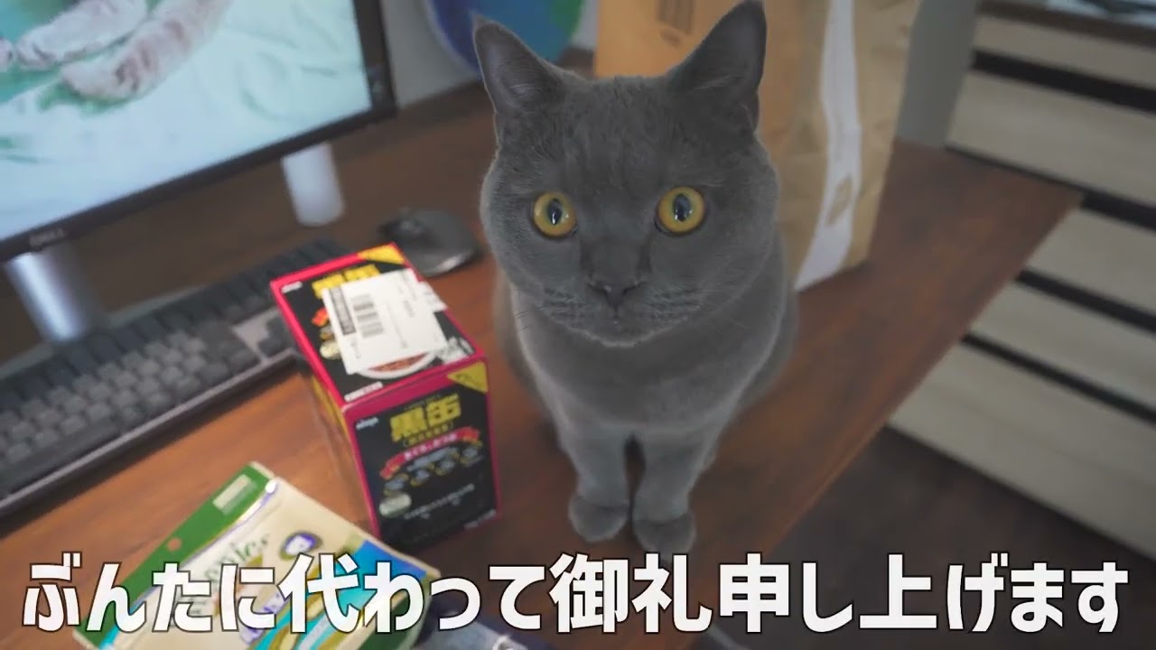 視聴者様からのプレゼント | バリバリボウルXL | ブリティッシュショートヘア
