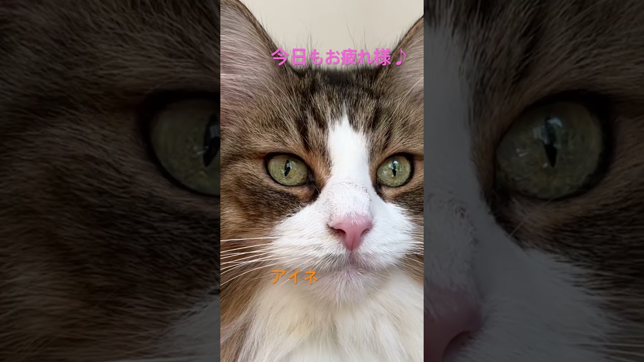 お疲れ様です♪#shorts #ノルウェージャンフォレストキャット #cat #猫のいる暮らし #猫 #pets