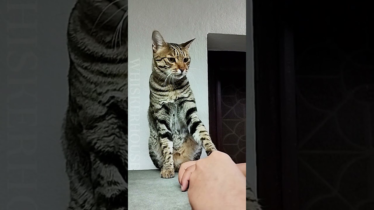 Sometimes, Even Love Has Limits – Indre’s Gentle Stop 💖🐱