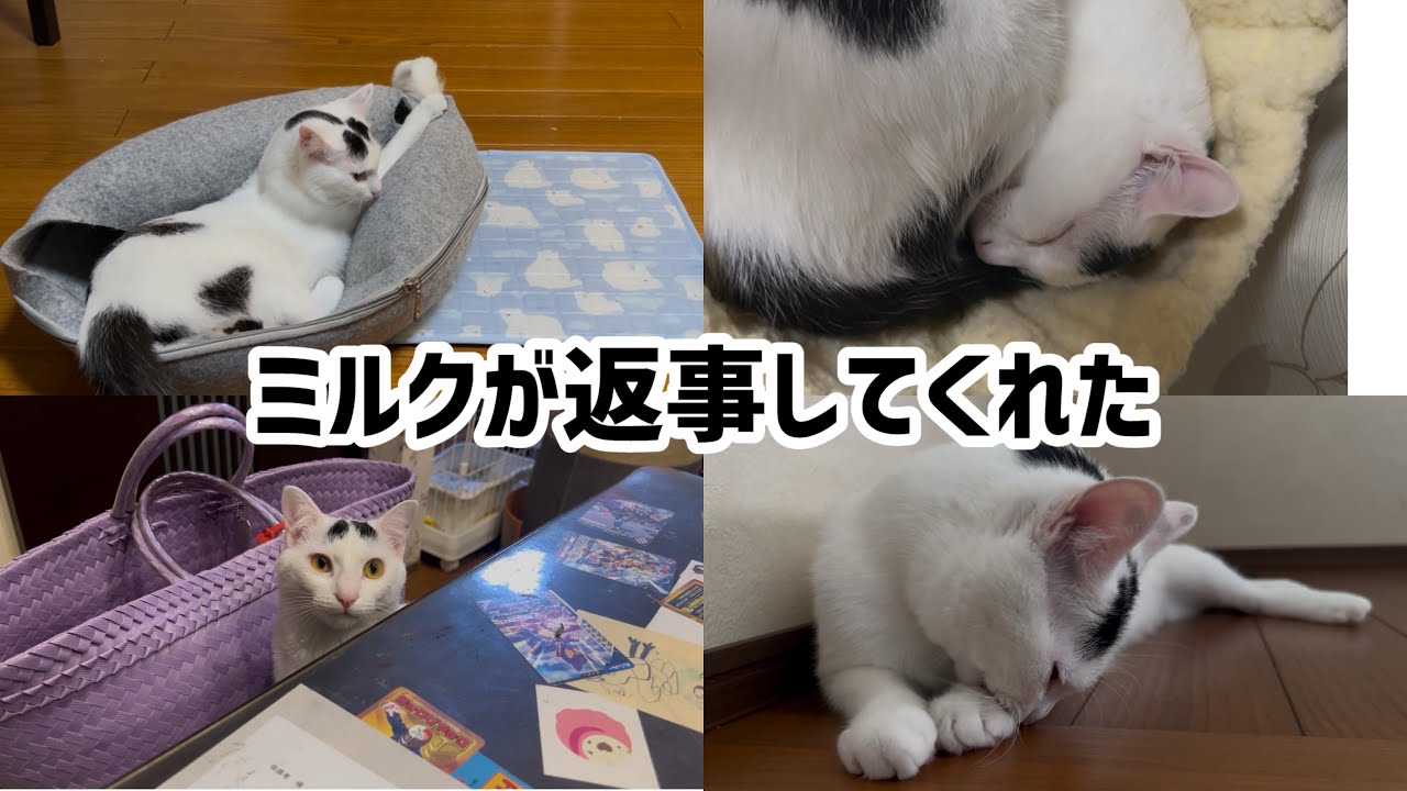 【猫】ミルクが返事をしてくれた！まるで言葉がわかってるみたいな行動。#保護猫 #ねこミミ #猫のいる暮らし ＃ミルねーさん