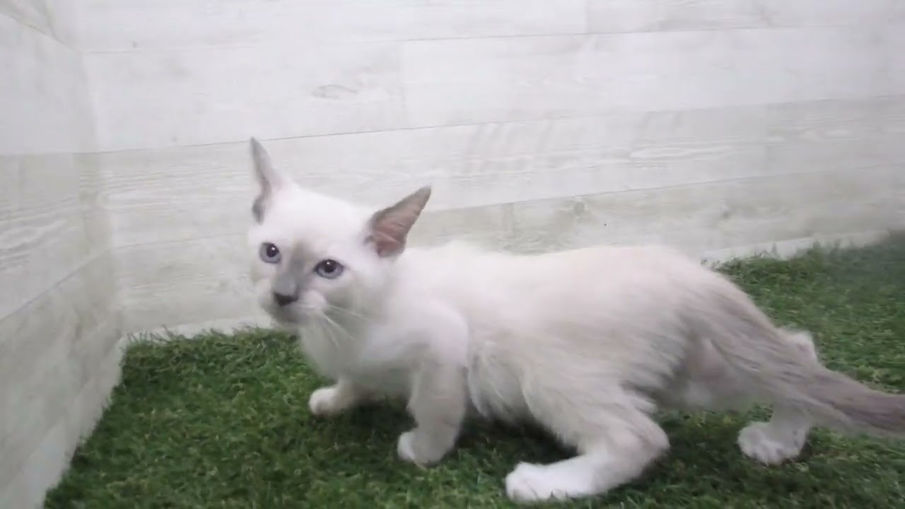 Coo&RIKU　No00706284 スノーシュー