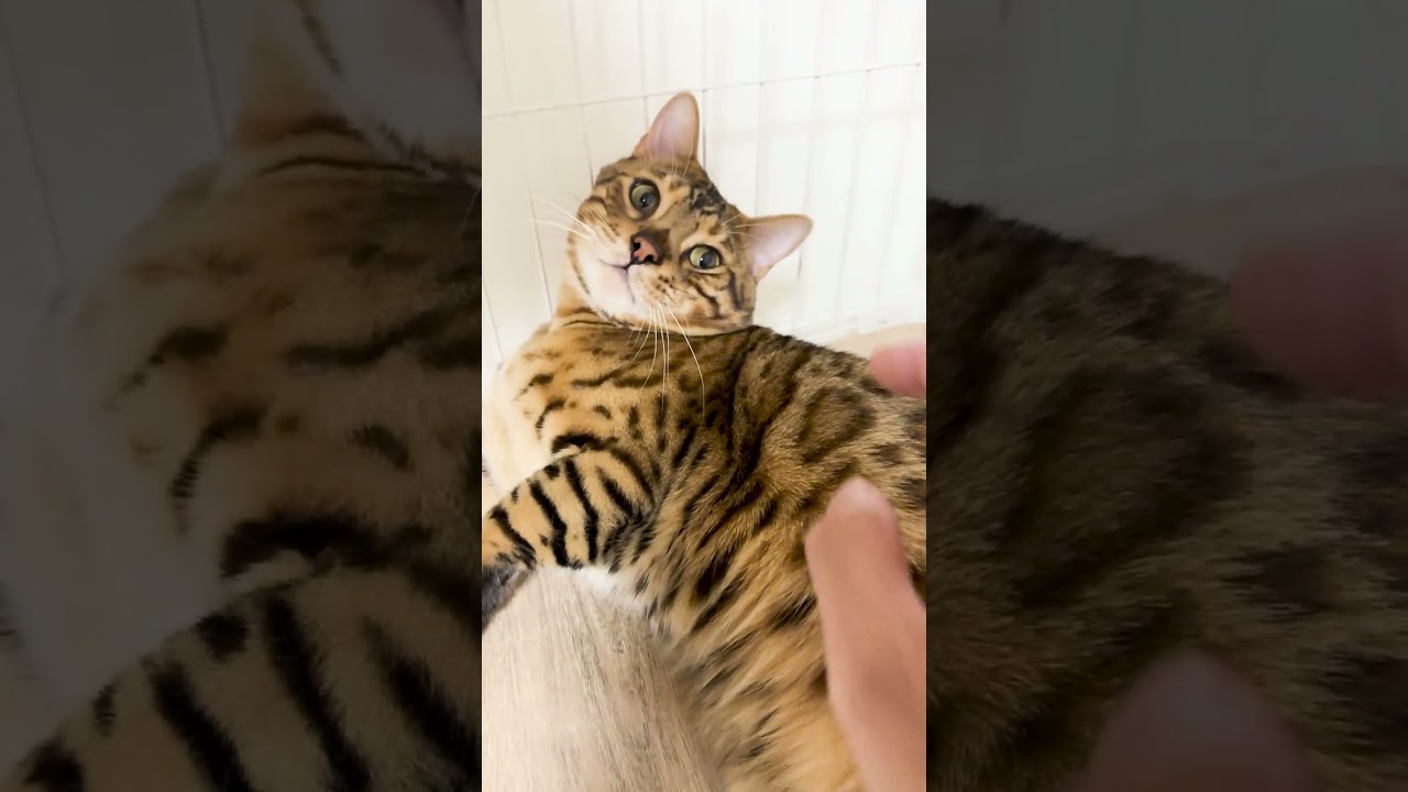 おかえりの挨拶をしてくれる猫
