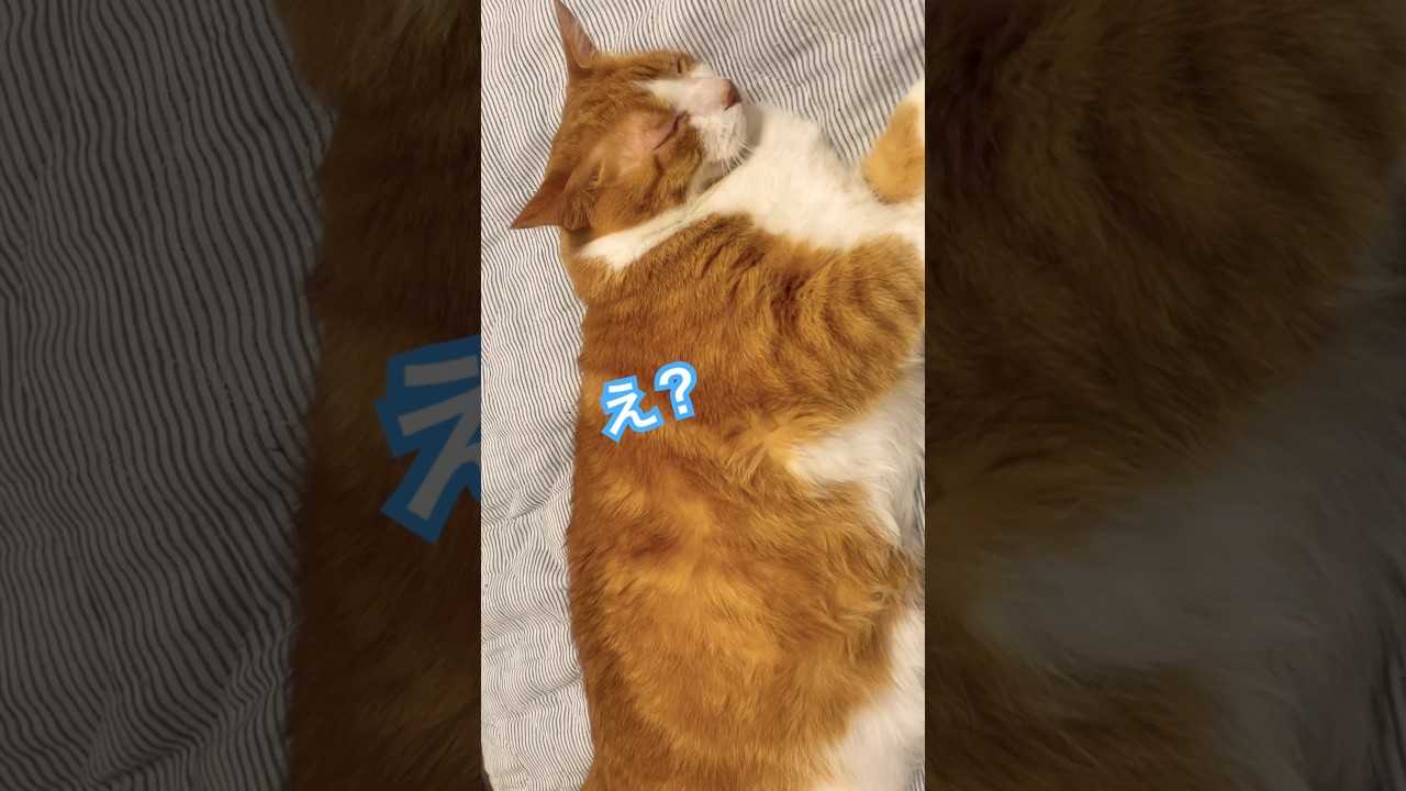 【CAT】よく聞いて！正直に言うからにゃ #shorts #cat #猫のいる暮らし