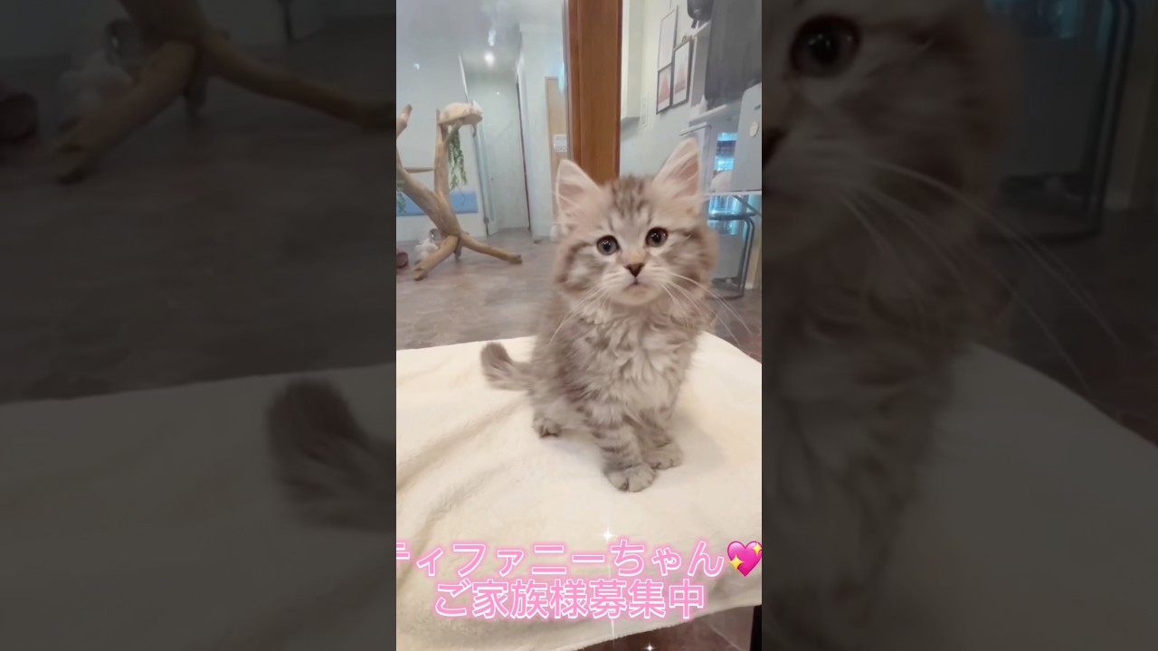 珍しいカラーの#サイベリアン の#子猫 💖ブラックシルバー(バイメタル)のティファニーちゃん😻すごくオットリしていて良い子🙆抱っこができる子猫をならロイヤル・キャッツで❣️#ペットショップ