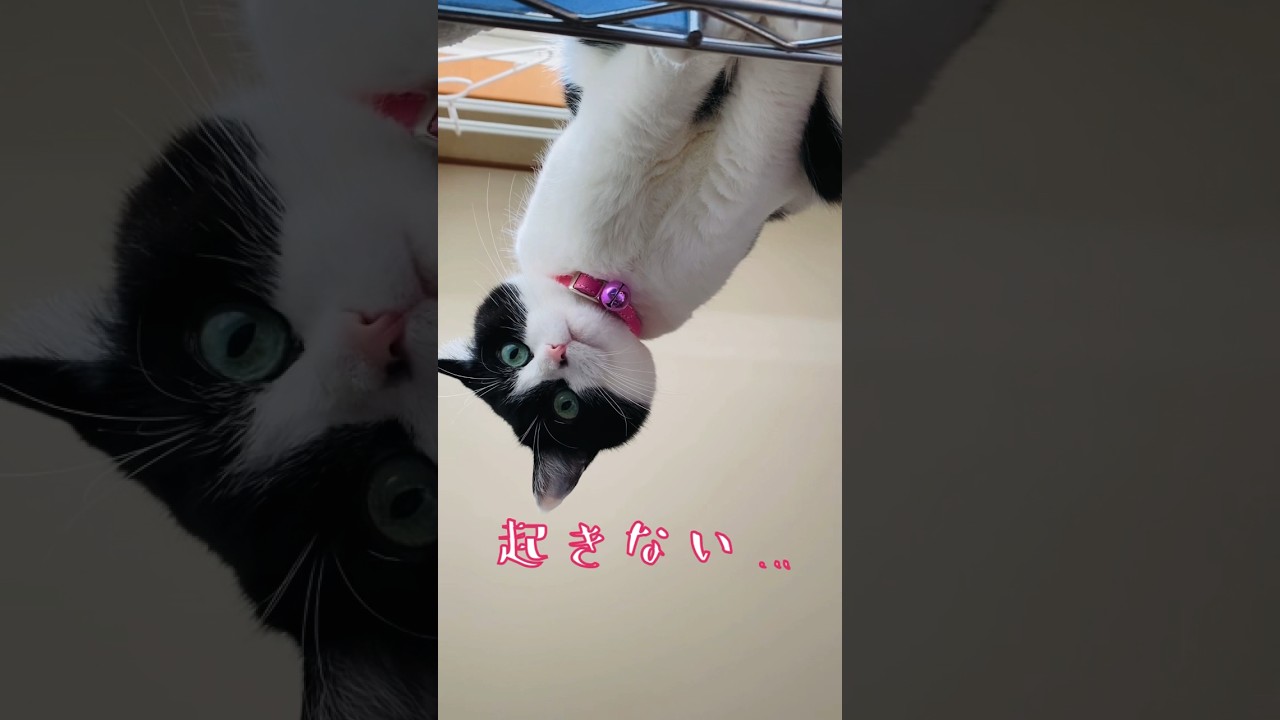 【KIKI】起きてくれるまで健気に待つ猫#猫 #cat #おはよう #shorts