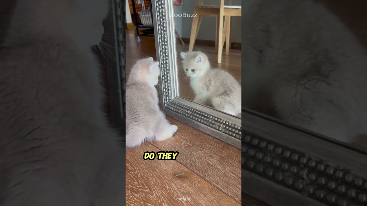 Do Cats Recognize You in the Mirror? 🪞 What They Really See Might Surprise You!  #cat