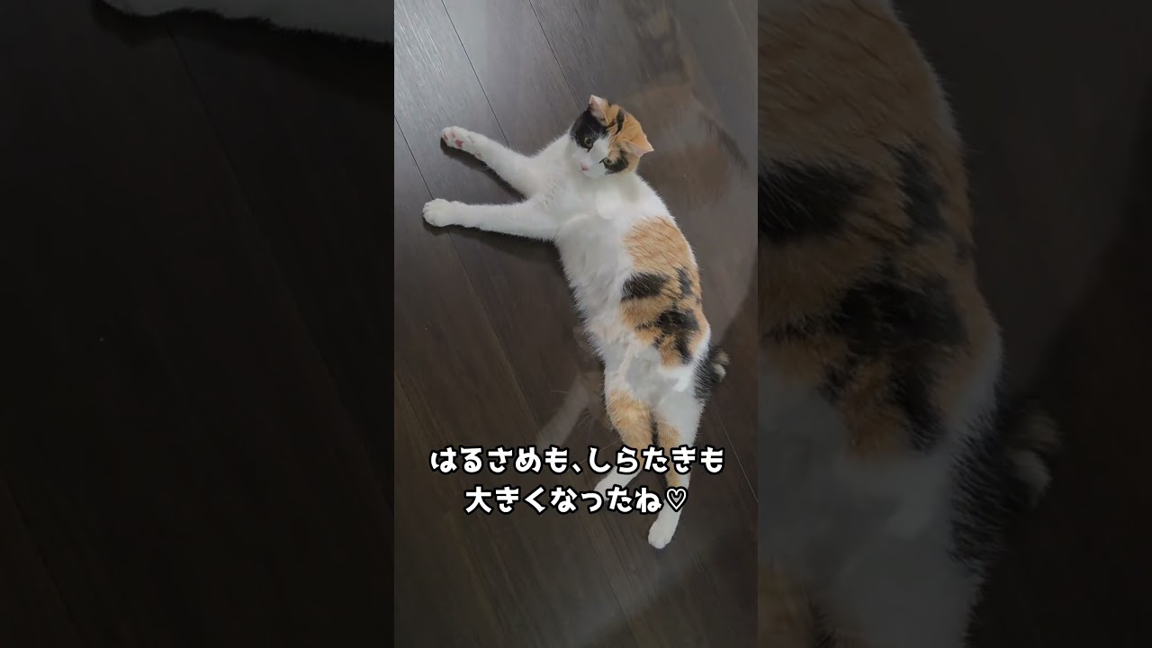【4年目の､うちの子記念日】はるさめ､しらたき♡