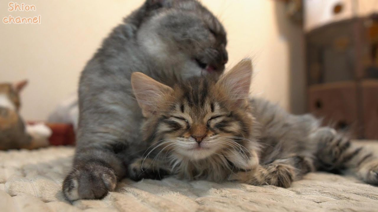 子猫好きの先住猫に初めてグルーミングをしてもらった結果…