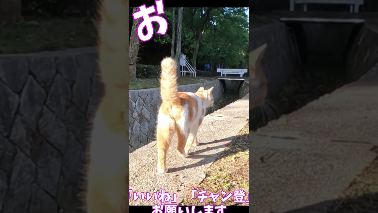 猫」「CAT & PEACE」 #cat #straycat #ねこ動画 #ねこ #猫動画　#猫好きさんと繋がりたい