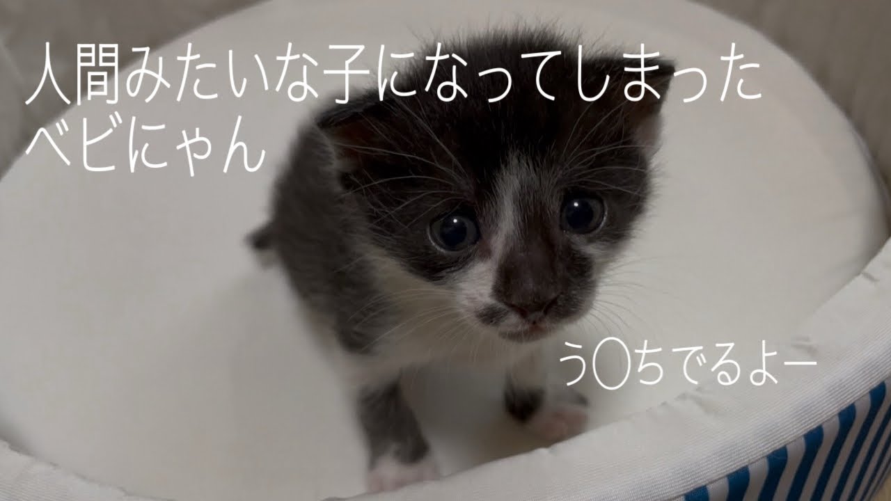 生後3日で保護した子猫は人間の子のように成長しています