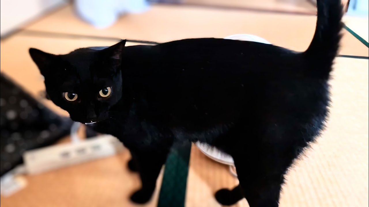 朝かわいい声で起こしに来てくれたクロちゃん
