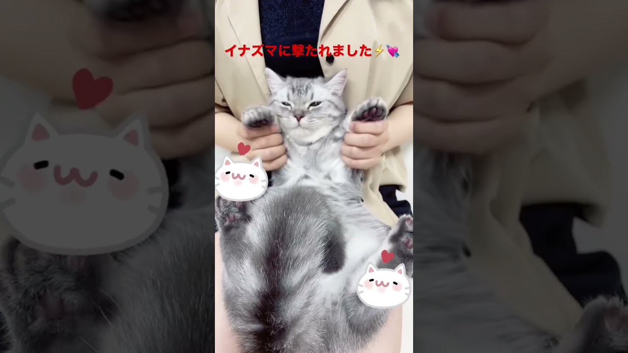 イナズマに撃たれました⚡️💘#shorts #マンチカン #ねこ