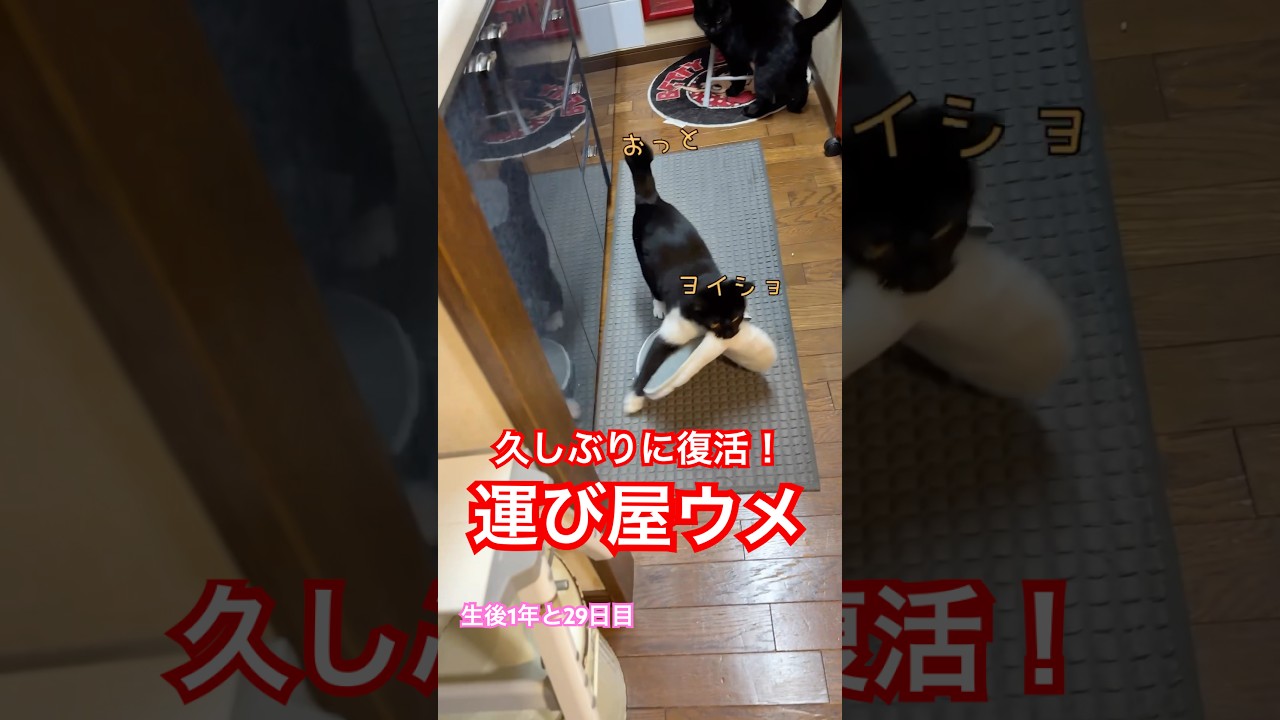 【猫動画】生後1年と29日 可愛すぎるから！座布団運びはお任せよ！笑点かクロネコヤマトで働ける？#猫のいる暮らし #cat #cute #かわいい猫 #タキシード猫
