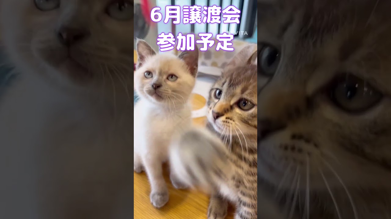 【保護猫】シャムミックスの子猫とアメリカンカールの子猫　#shorts #保護猫#保護猫預かり #かわいい子猫 #cat #寄木細工 #箱根#アメリカンカール#シャムミックス